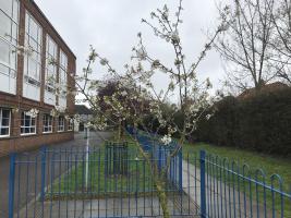 Beeches School gardening result